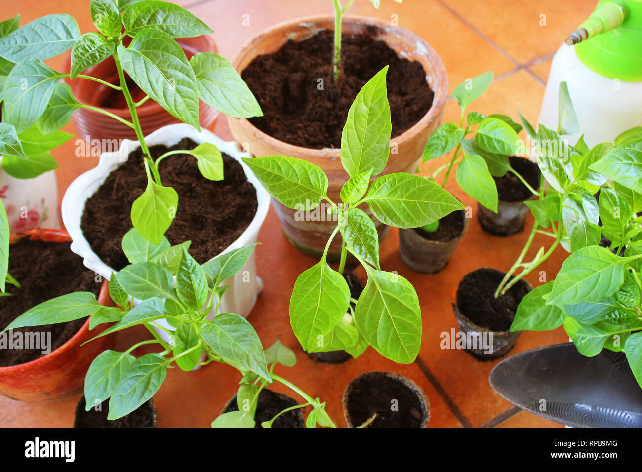 Seedling of paprika growing in pots indoor Stock Photo Alamy