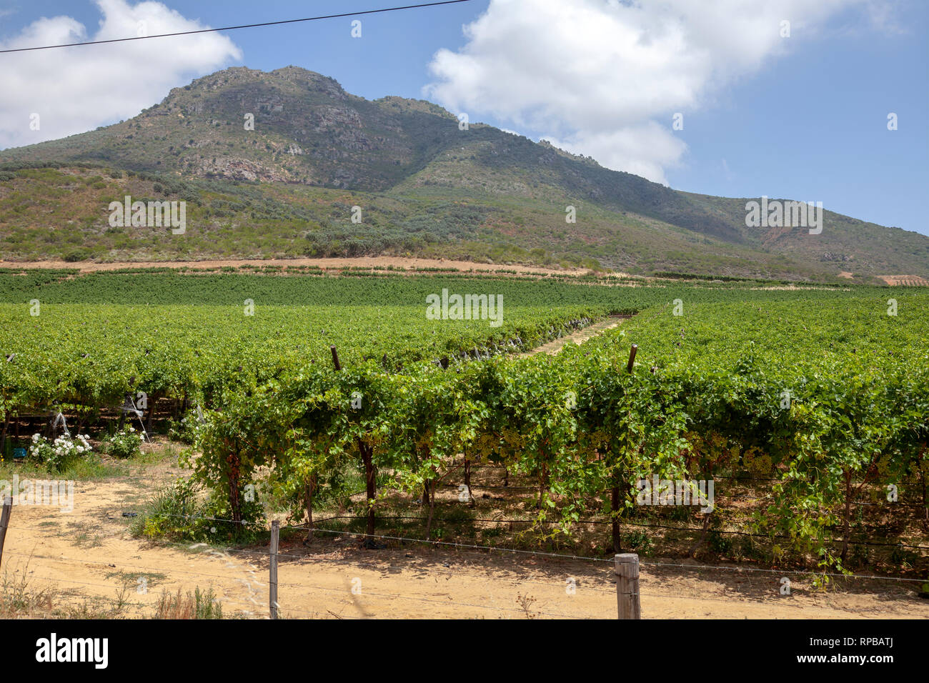 riebeek-kasteel-south-africa-coast-hi-res-stock-photography-and-images