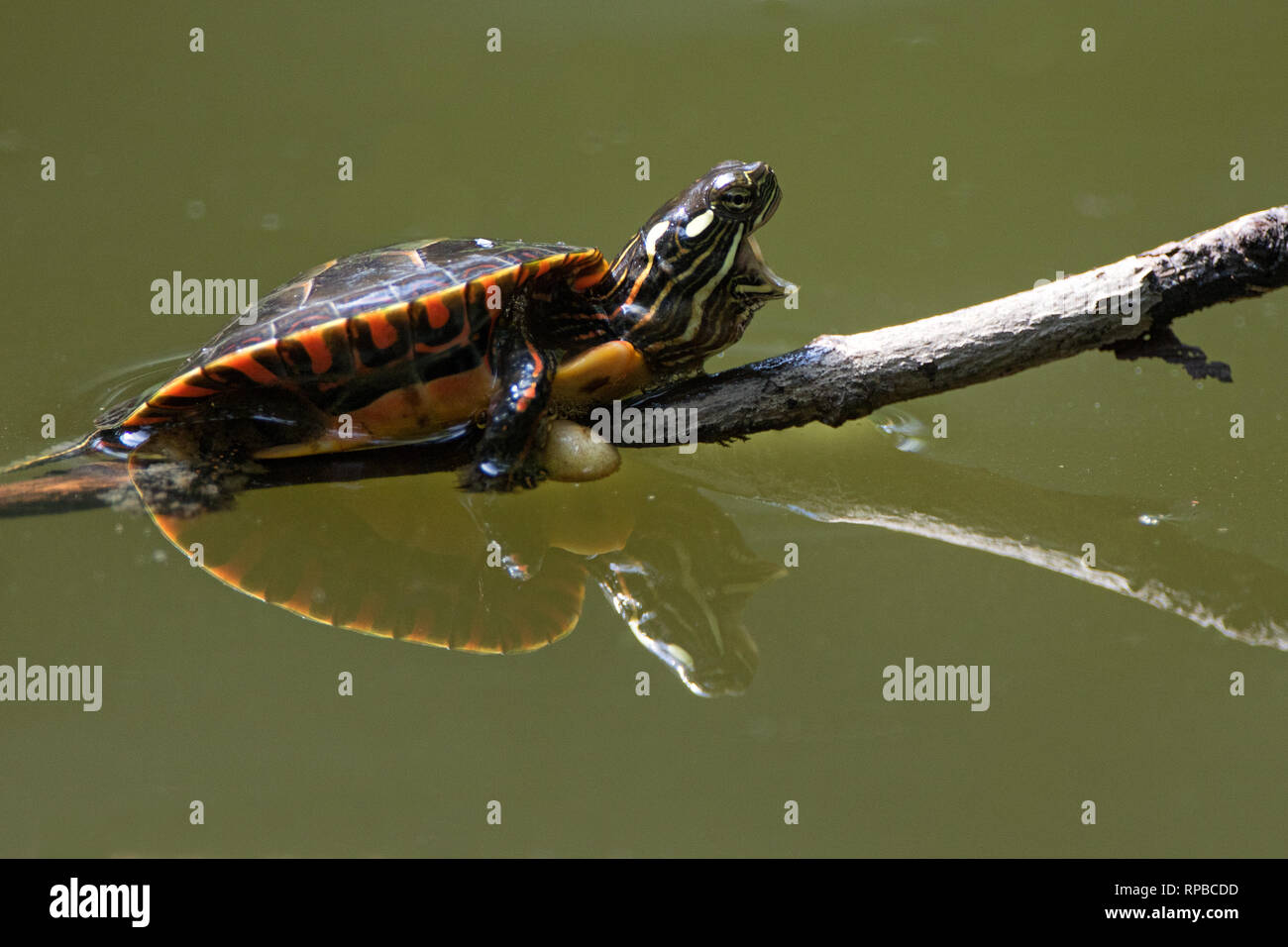 Painted turtle baby hi-res stock photography and images - Alamy