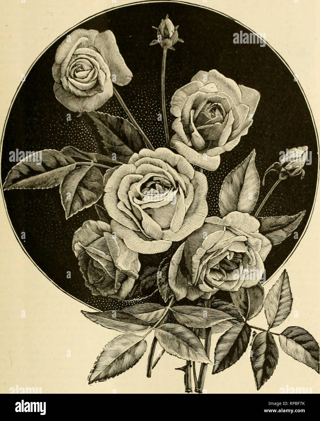 . The American florist : a weekly journal for the trade. Floriculture; Florists. i888. The American Florist. 155. PRmROSt OKWt. aid in keeping up the health and vigor of standard varieties of roses, carna- tions, etc. It was, and perhaps is yet, a custom among English gardeners to exchange cuttings of geraniums, etc. in order to keep their stock from degenerating. Darwin in one of his works, which I un- fortunate!} have not at hand for refer- ence, gives a number of experiments in proof of this method of keeping up and improving the vigor of plants. I have seen cuttings taken from the same pla Stock Photo