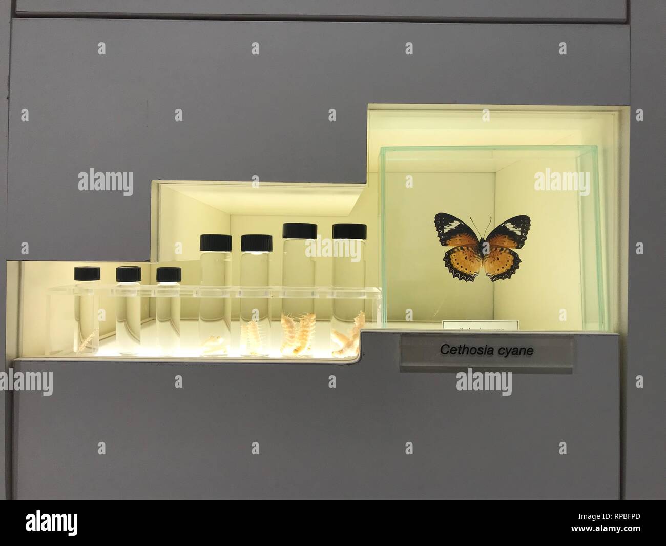 FEBRUARY 13,2019 KONYA TURKEY.Konya Tropical Butterfly Garden is the