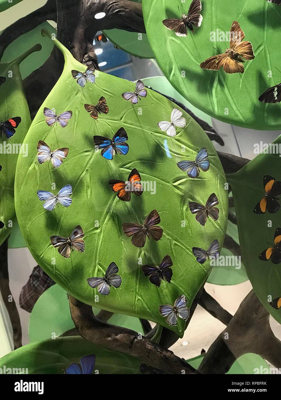 FEBRUARY 13,2019 KONYA TURKEY.Konya Tropical Butterfly Garden is the