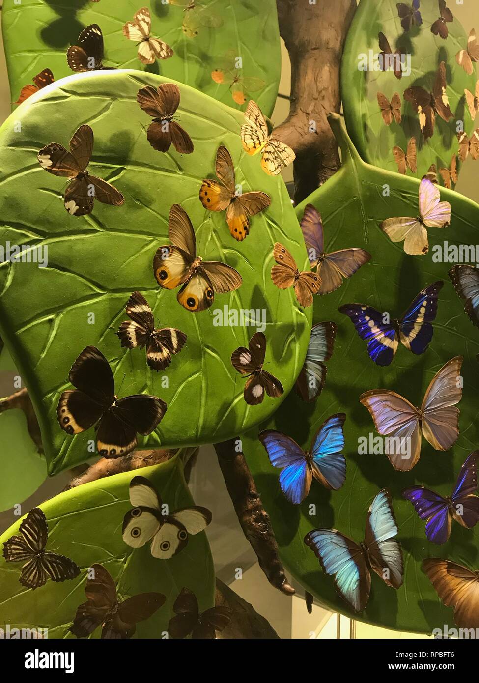 FEBRUARY 13,2019 KONYA TURKEY.Konya Tropical Butterfly Garden is the