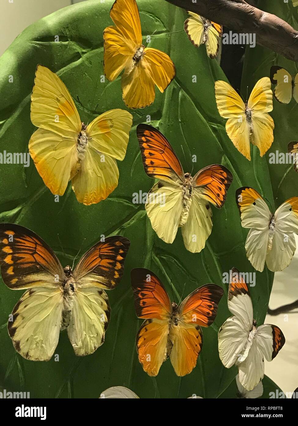 FEBRUARY 13,2019 KONYA TURKEY.Konya Tropical Butterfly Garden is the
