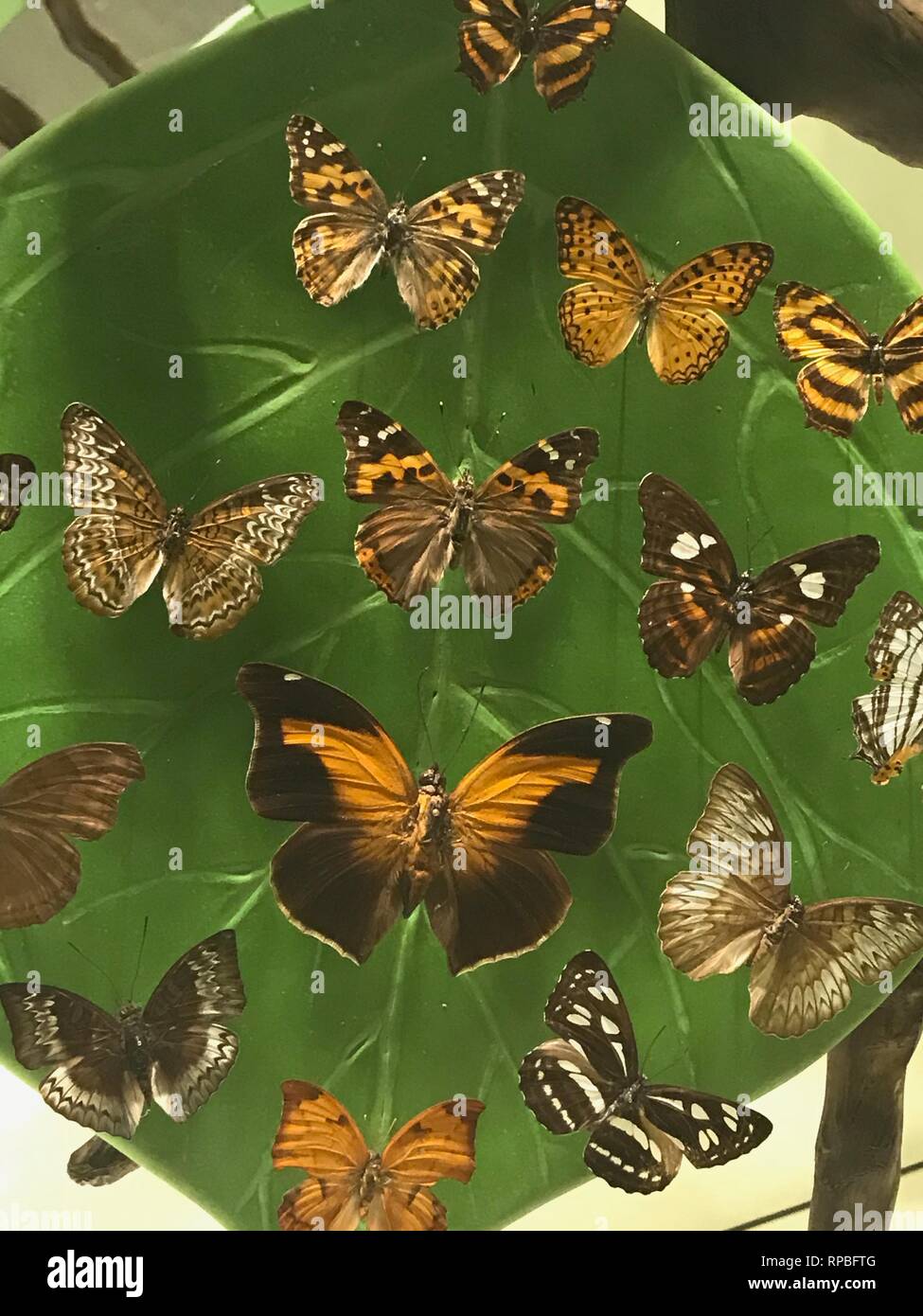FEBRUARY 13,2019 KONYA TURKEY.Konya Tropical Butterfly Garden is the