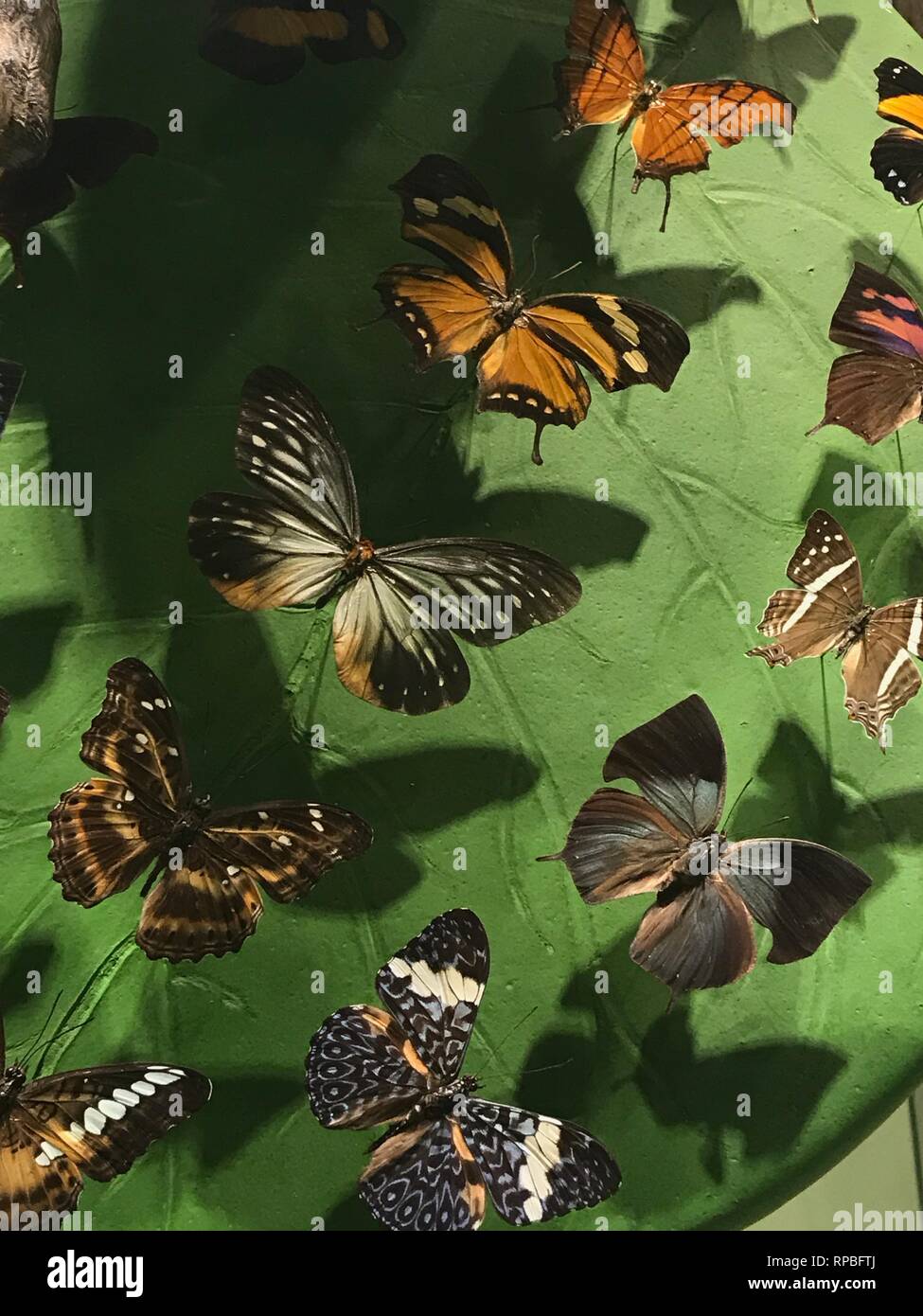 FEBRUARY 13,2019 KONYA TURKEY.Konya Tropical Butterfly Garden is the