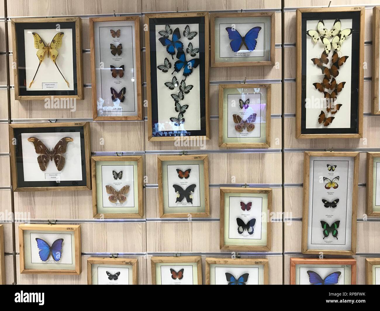 FEBRUARY 13,2019 KONYA TURKEY.Konya Tropical Butterfly Garden is the