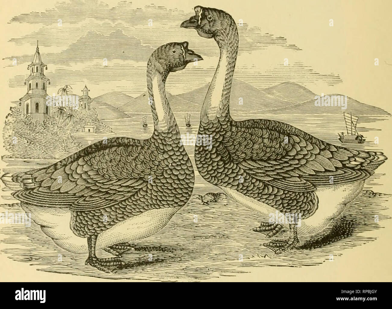 The American Farmer S Pictorial Cyclopedia Of Live Stock Livestock Veterinary Medicine Lt K1 Riik Ami I I An Stock Isook V Hong Kong Geese I Lic Hong Kong Or Gray Cliiiia Goose Is Supposed To