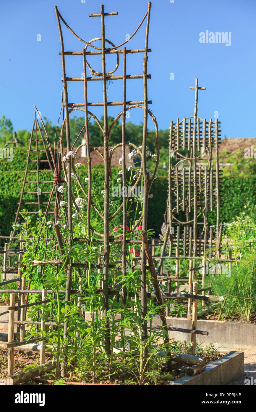 Orsan priory garden, France : the Simples Garden, medicinal herb garden with sweet chestnut tree structures. Detail with Valerian (Valeriana officinal Stock Photo