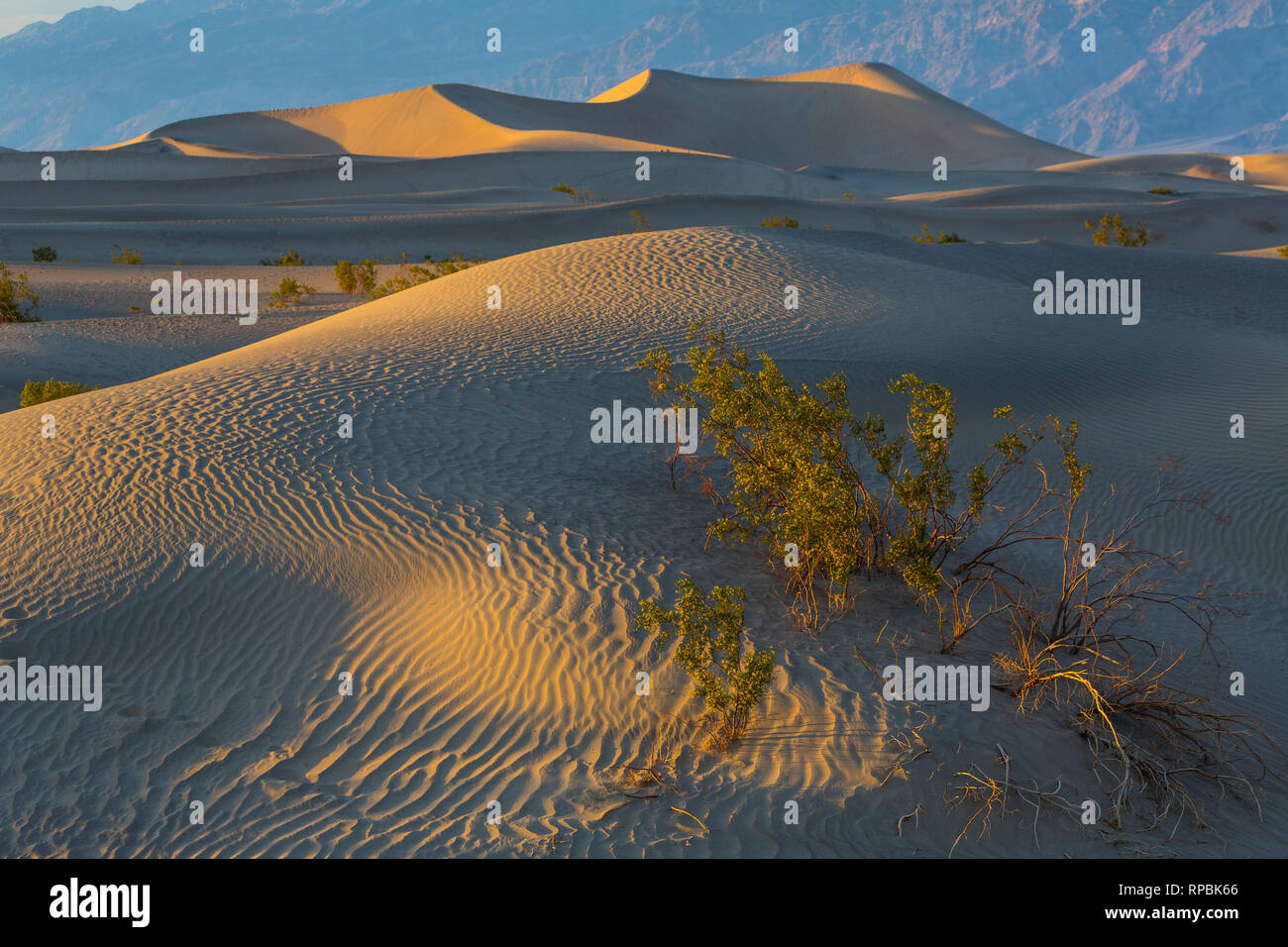 Mesquite Flat Sand Dunes Death Valley National Park California USA 