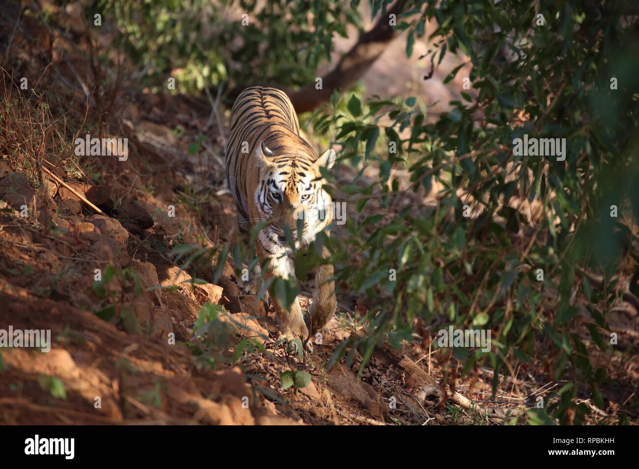 tiger Stock Photo