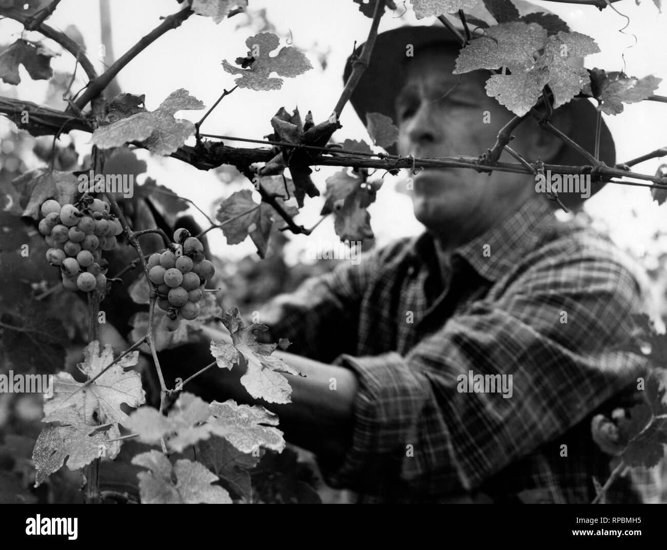 the grape harvest, italy 1961 Stock Photo