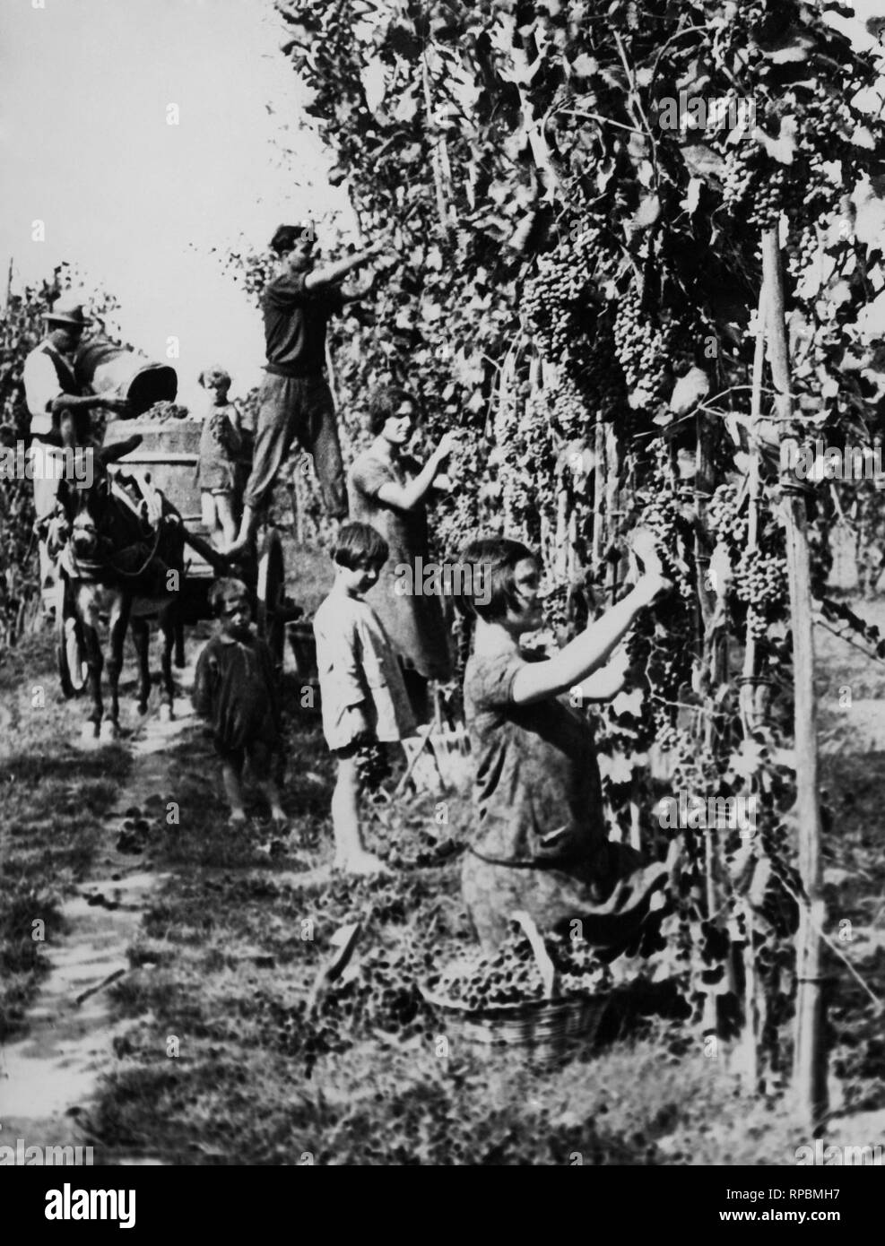 italy, tuscany, peasants during the harvest, 1920 Stock Photo Alamy