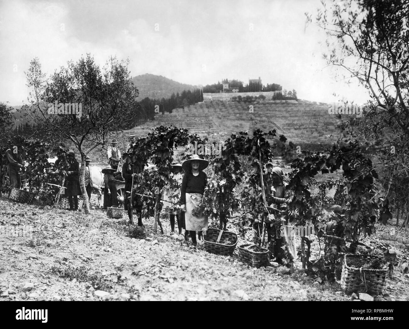 grape harvest, chianti, tuscany, italy 1910-20 Stock Photo