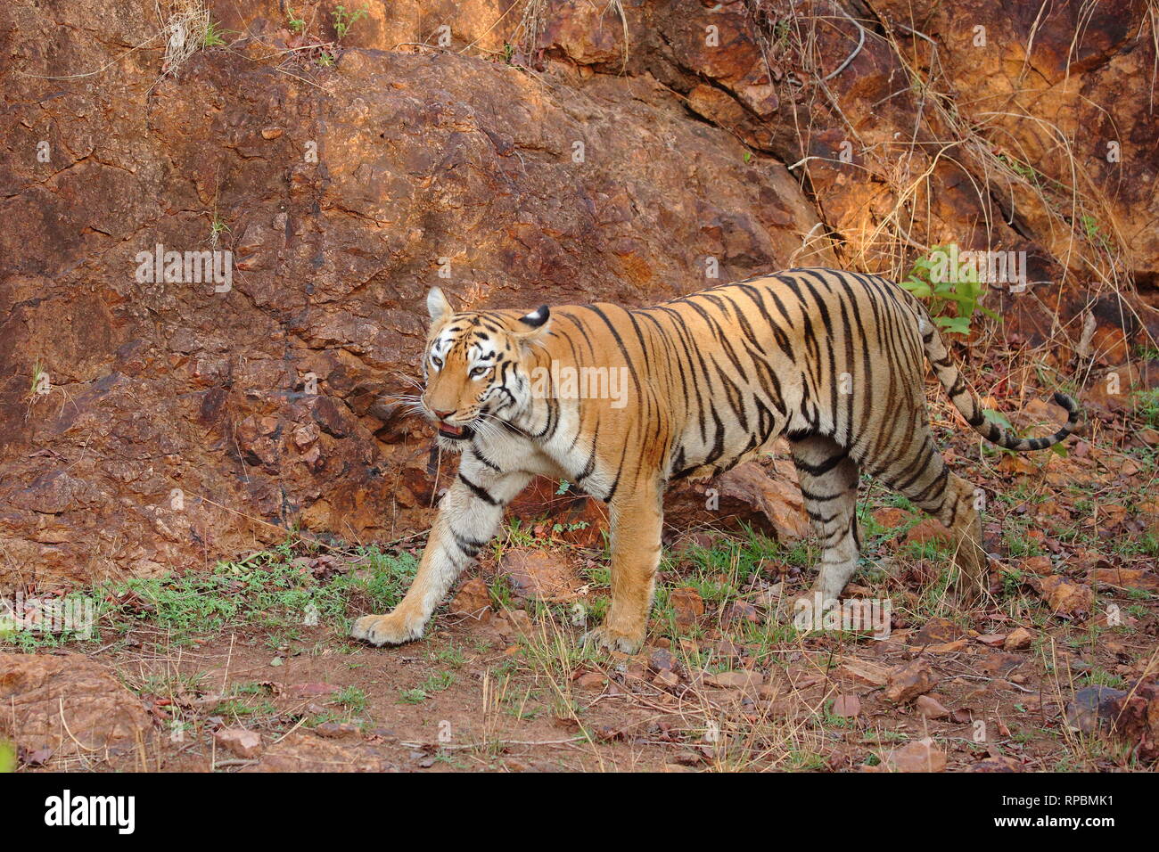 tiger Stock Photo