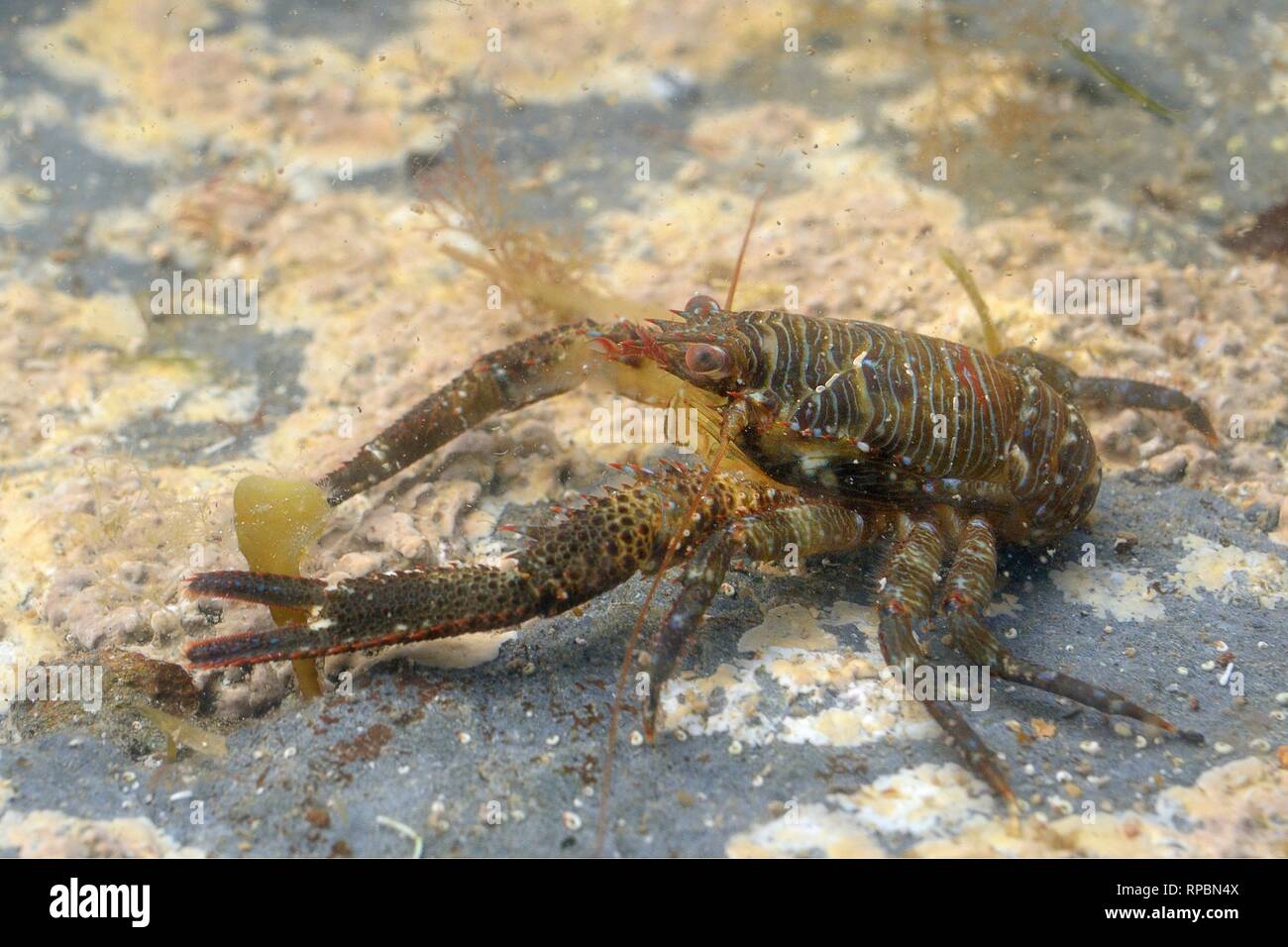 Squat lobster (Galathea squamifera) on the move in a rock pool, near Falmouth, Cornwall, UK, September. Stock Photo