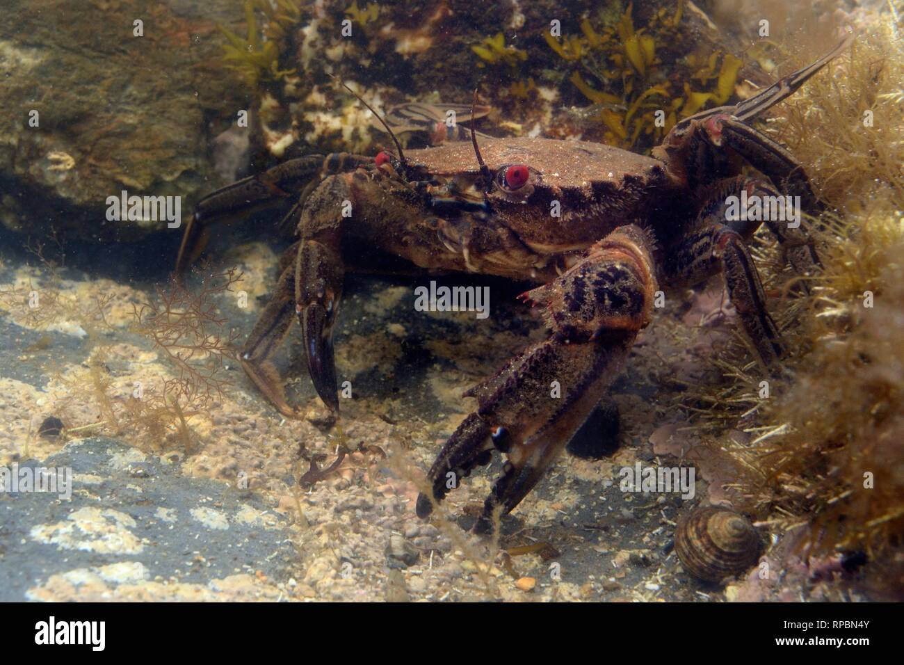 Velvet swimming crab (Necora puber) in a rock pool, near Falmouth, Cornwall, UK, September. Stock Photo