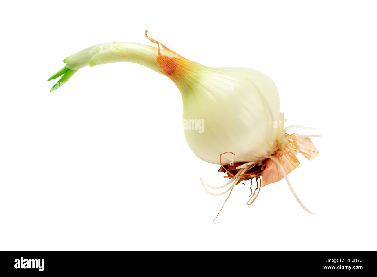 11,133 Peeled Shallot Images, Stock Photos, 3D objects, & Vectors