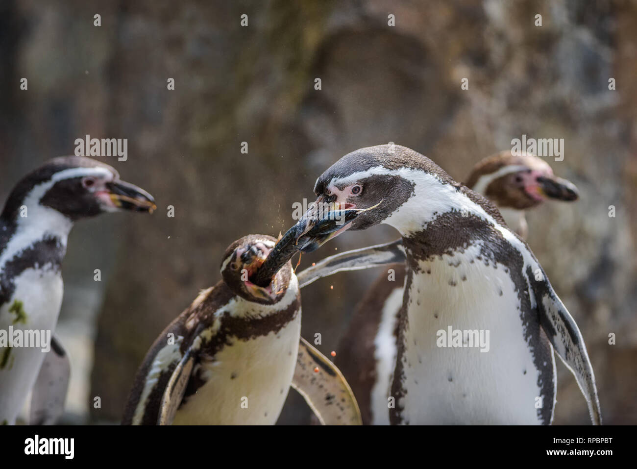 Two Humboldt penguins fight for a fish Stock Photo