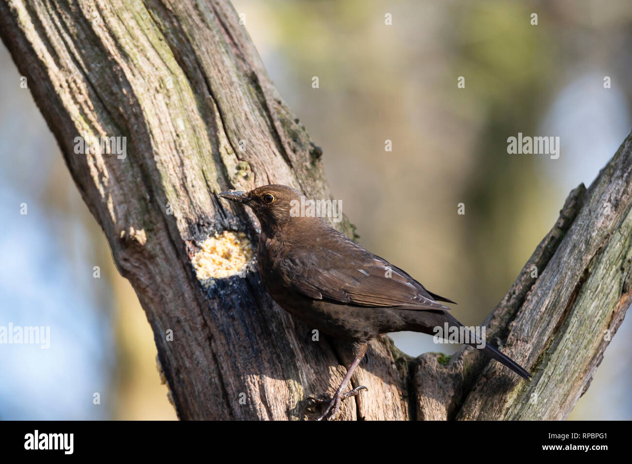 Female Blackbird,.UK Wild bird Stock Photo