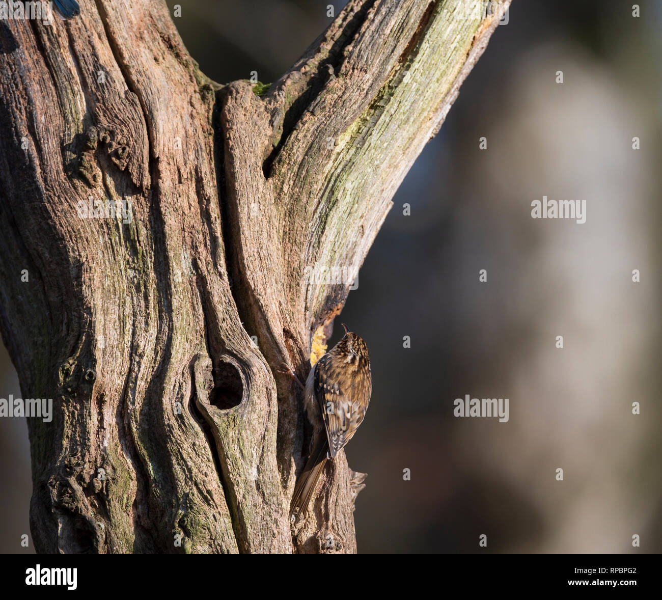 Tree Creeper, UK wild bird Stock Photo Alamy