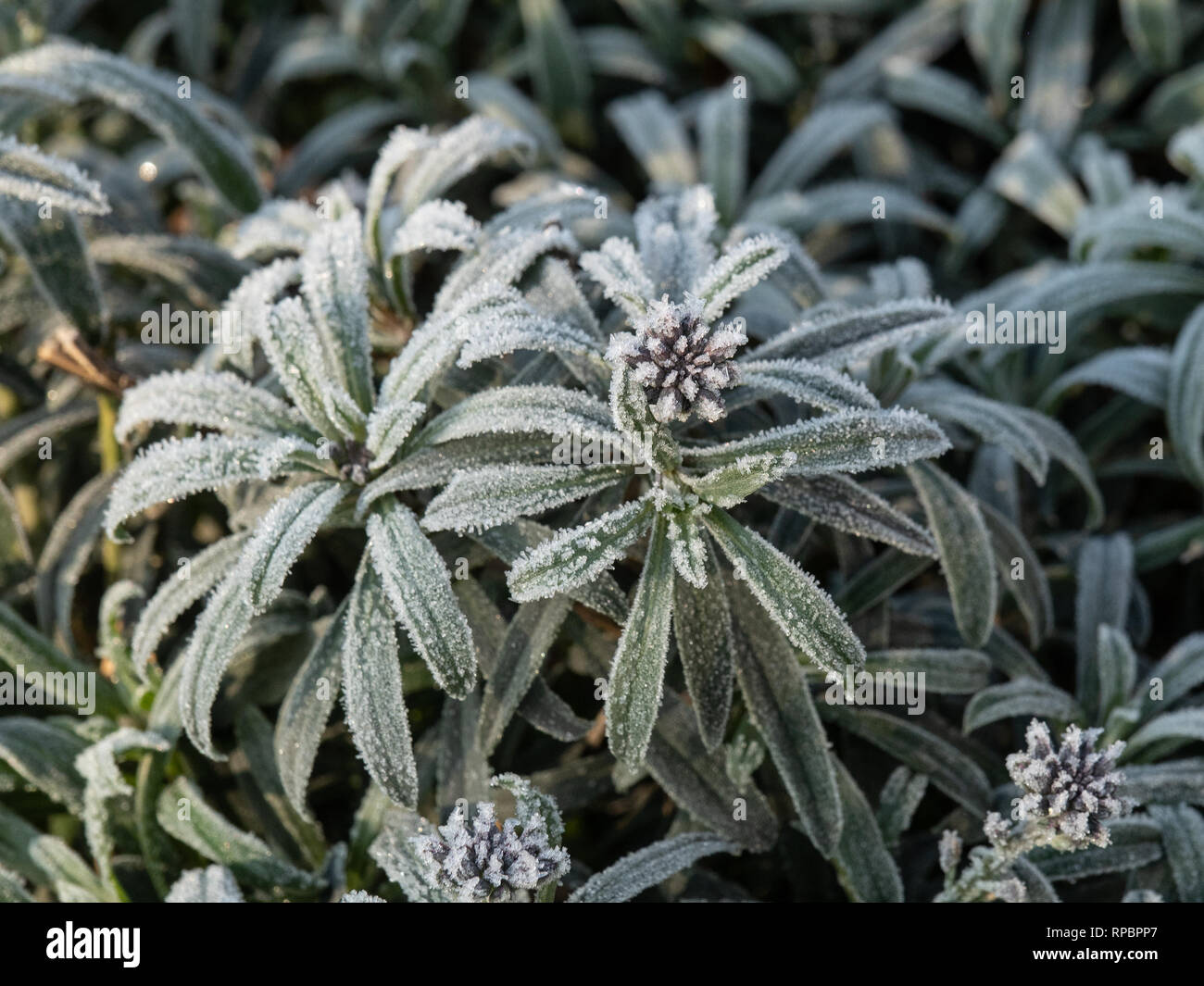 A delicate coating of hoar frost on the mid grey foliage of Erysimum Bowles Hydrid Stock Photo