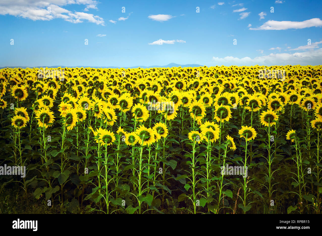 Beautiful field with yellow sunflowers on a background of mountains ...