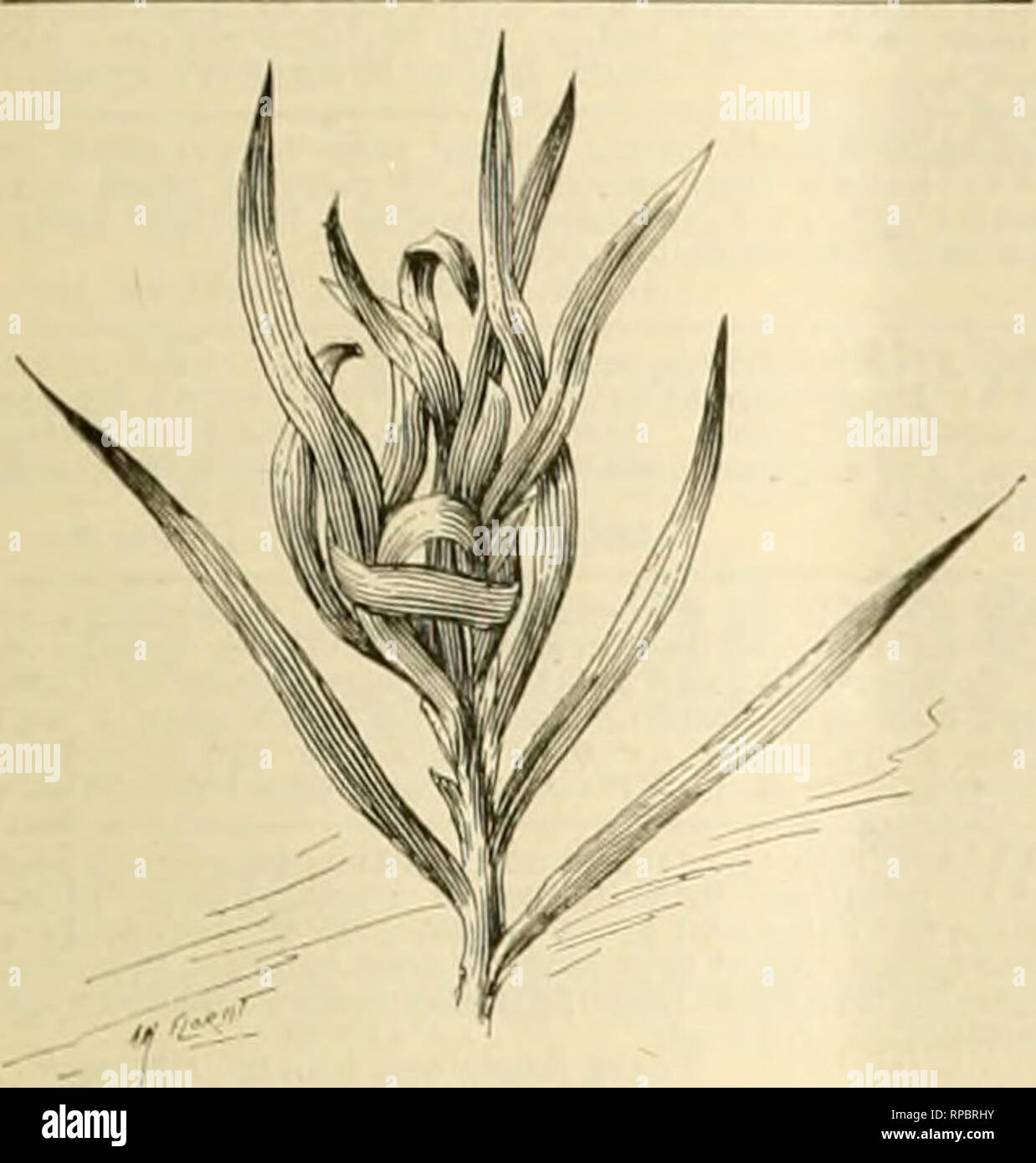 Mushuk va eshakdagi stulda jinsiy aloqa