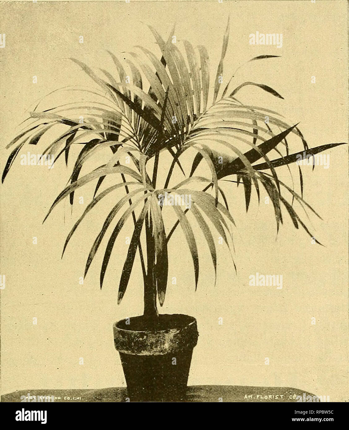 . The American florist : a weekly journal for the trade. Floriculture; Florists. OUR SPECIALTIES. 100,000 Palms, ready for decorating purposes. Clean healthy stock, viz: Areca lutescens, Latania borbonica, Kentia Belmoreana, K. Forsteriana, Caryota urens, C. Sobolifera, Rhapis flabelliformis, R. humilis. Phoenix rupicola, P. reclinata. The finest collection of Winter blooming ORCHIDS, in excellent condition, in almost every size and variety. Cattleyas, Cwlog-yiies, Cyi)rii)ediiiius, Deiidrobiiiiiis, Odoutoglossuiiis, Oiicidiums, and many other varieties. Stove and Foliage Plants5 of these we h Stock Photo