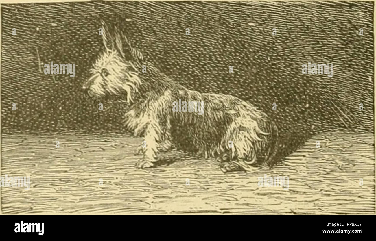 The American Farmer S Pictorial Cyclopedia Of Live Stock