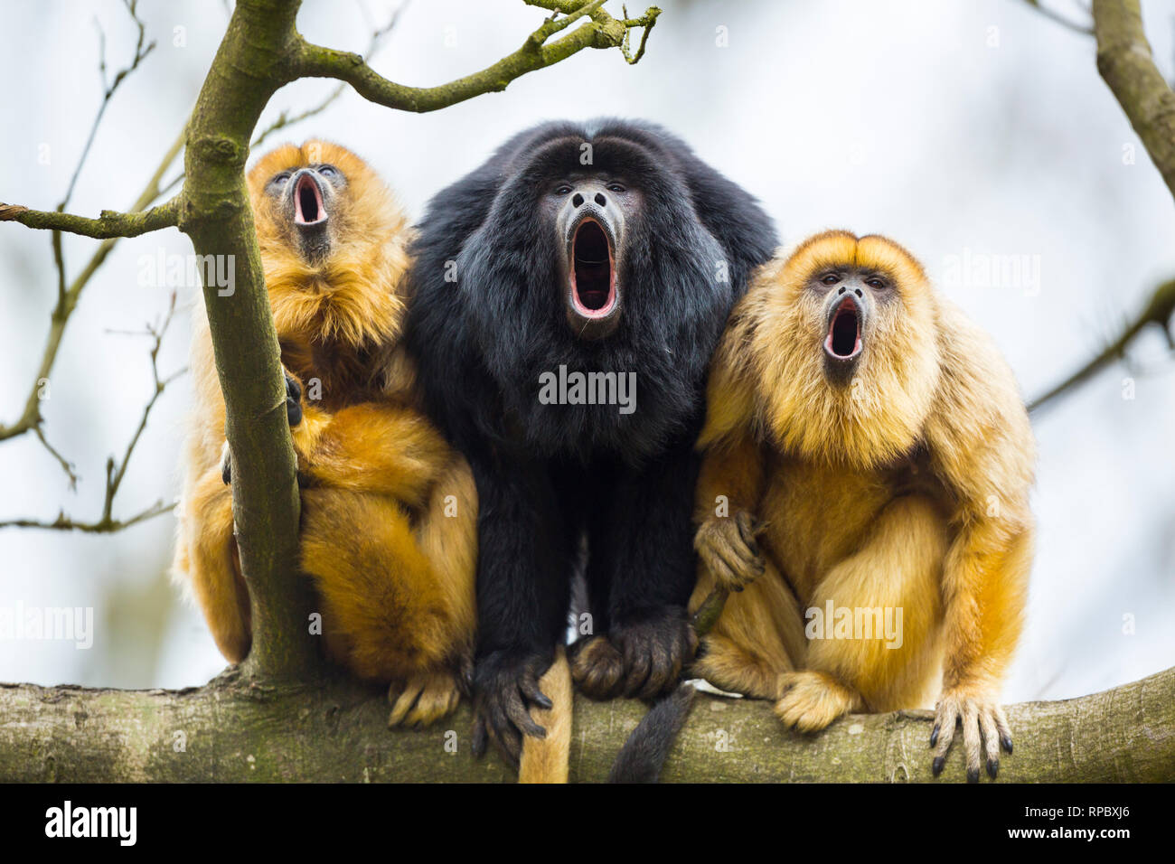 BLACK HOWLER (Alouatta caraya Stock Photo Alamy