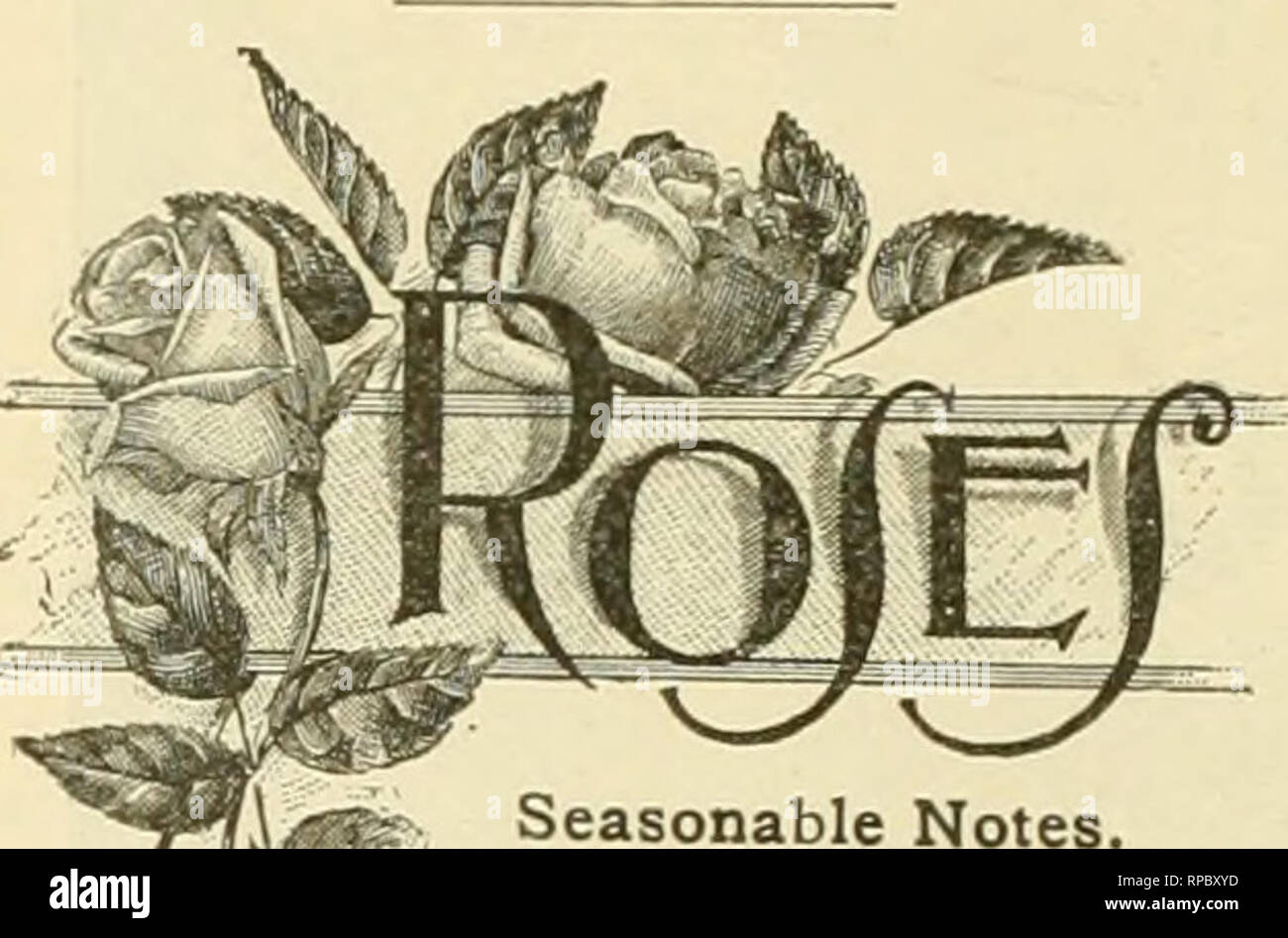 . The American florist : a weekly journal for the trade. Floriculture; Florists. 88 The American Florist, Oct. I. tionale of the ordinary type, while M. Alfred Mame and BIrs. E. G. Hill will, we think, never be surpassed in their particular line. Already quite an ex- tended list of &quot;Bruants&quot; are found cala- logued, and below the color of a few of the most noticeable is indicated : Dr. Thouvenot, semi-double—soft rosy scarlet. J. Chretien—rosy carmine shading to soft scarlet. Le Cid—A shade nearer scarlet than J. Chretien, floret circular. Georges Ohnet—Brilliant scarlet. Barbizet—Two Stock Photo