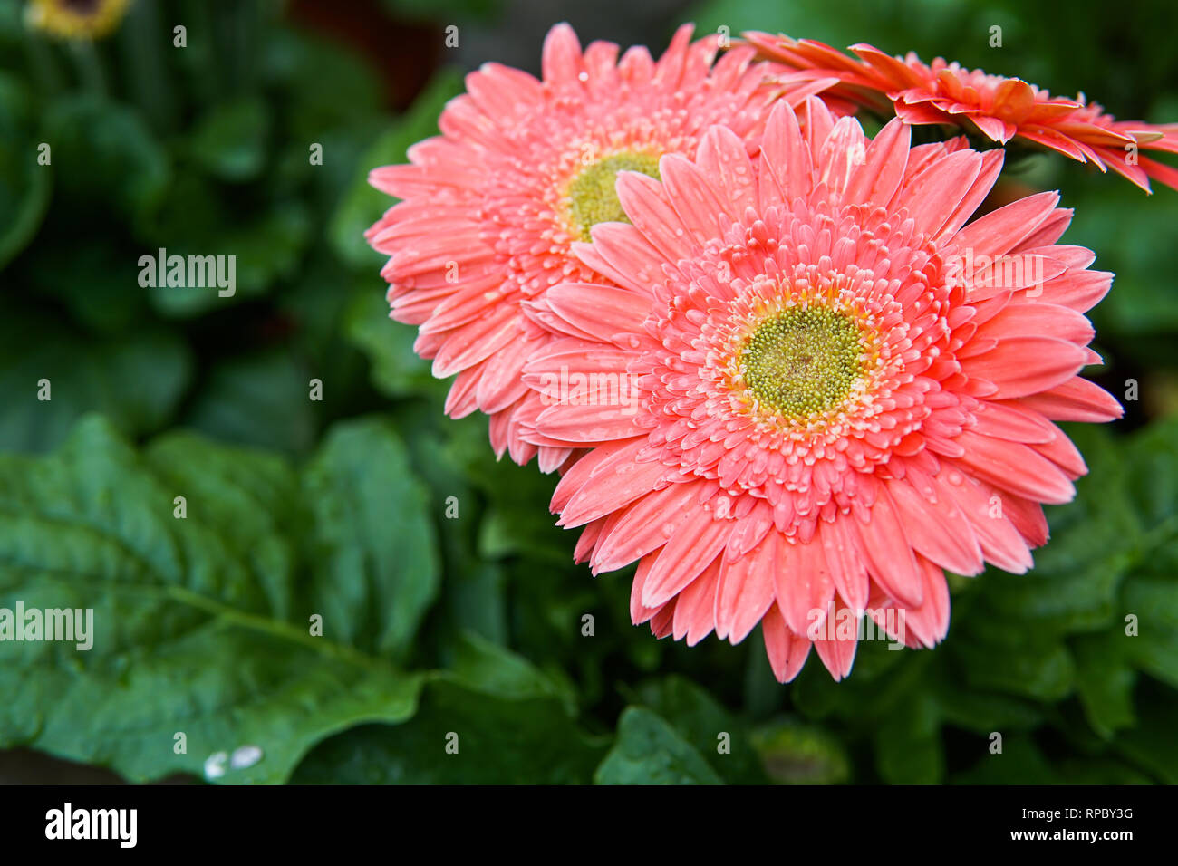 Close up of fresh Gerbera Daisies with water droplet on leaf background- Image Stock Photo