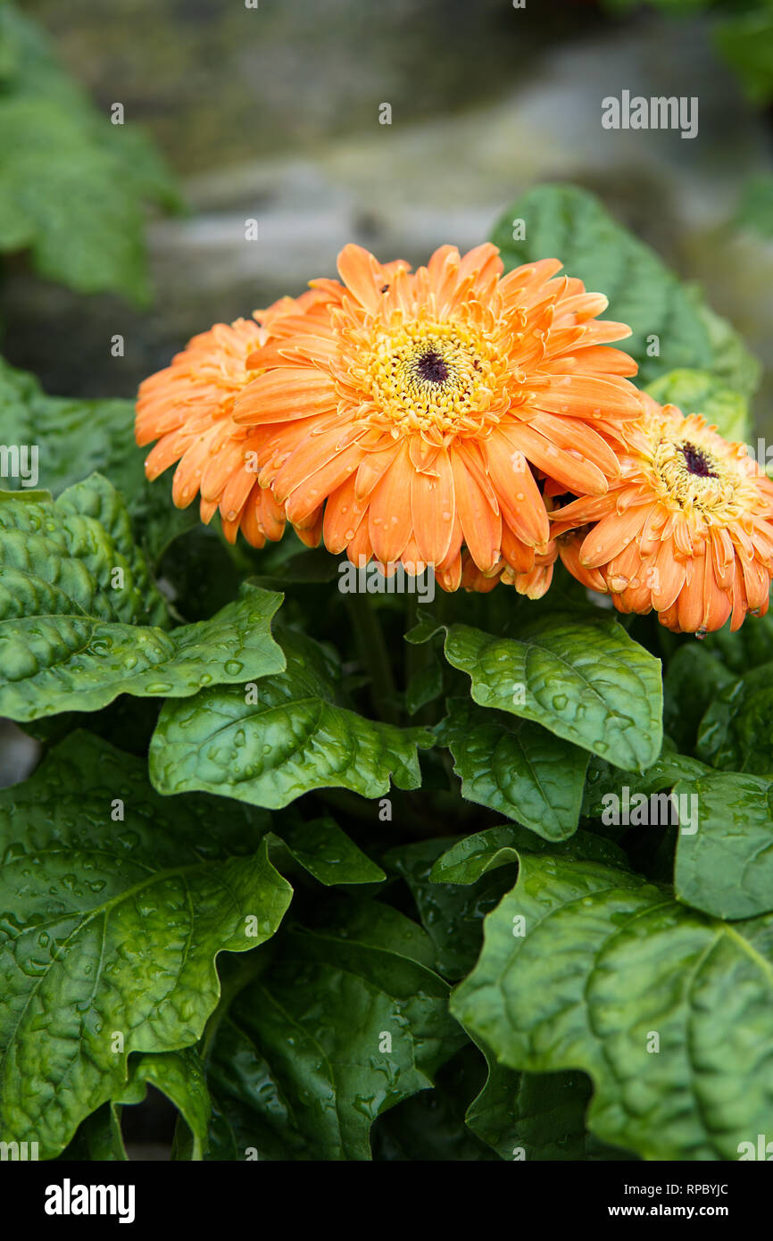 Close up of fresh Gerbera Daisies with water droplet on leaf background- Image Stock Photo