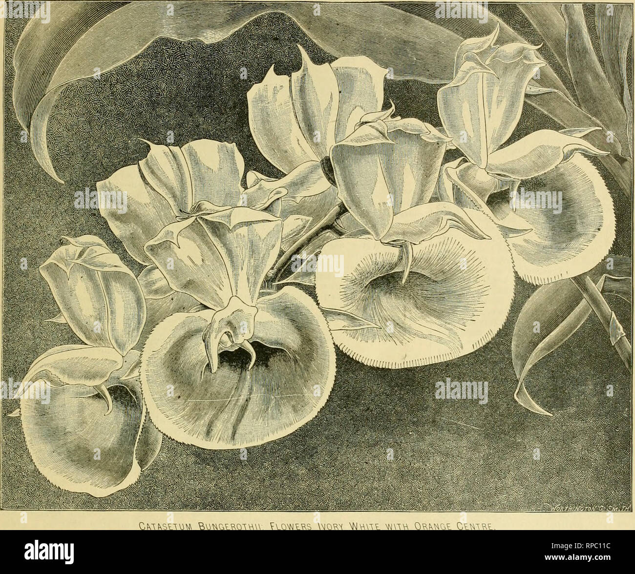 . The American florist : a weekly journal for the trade. Floriculture; Florists. 1887. The American Florist. 73. C M kStl 3 W QJ UG.LR01 Catasetum Bungerothii. The handsome illustration of this orchid was reproduced from the English Gar- dencr's Chronicle, which states that &quot;this catasetum is worthy of a place in the most select collections in virtue of its cup- shaped flowers, which are about four inches in diameter, ivorj' white of wax- like substance and of great beauty and durability. &quot; With respect to the catasetums gen- erally, it will not be saying too much to assert that th Stock Photo