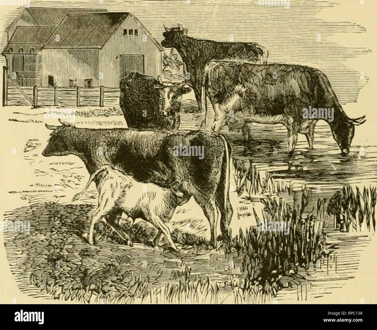 Veterinary log hi-res stock photography and images - Alamy