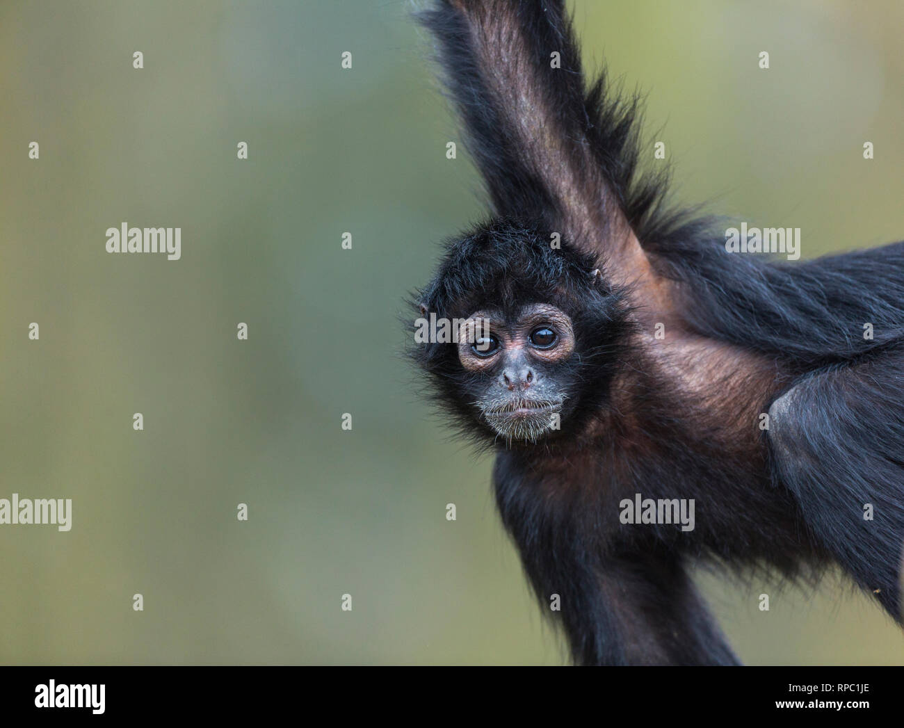 Black-headed spider monkey (Ateles fusciceps Stock Photo - Alamy