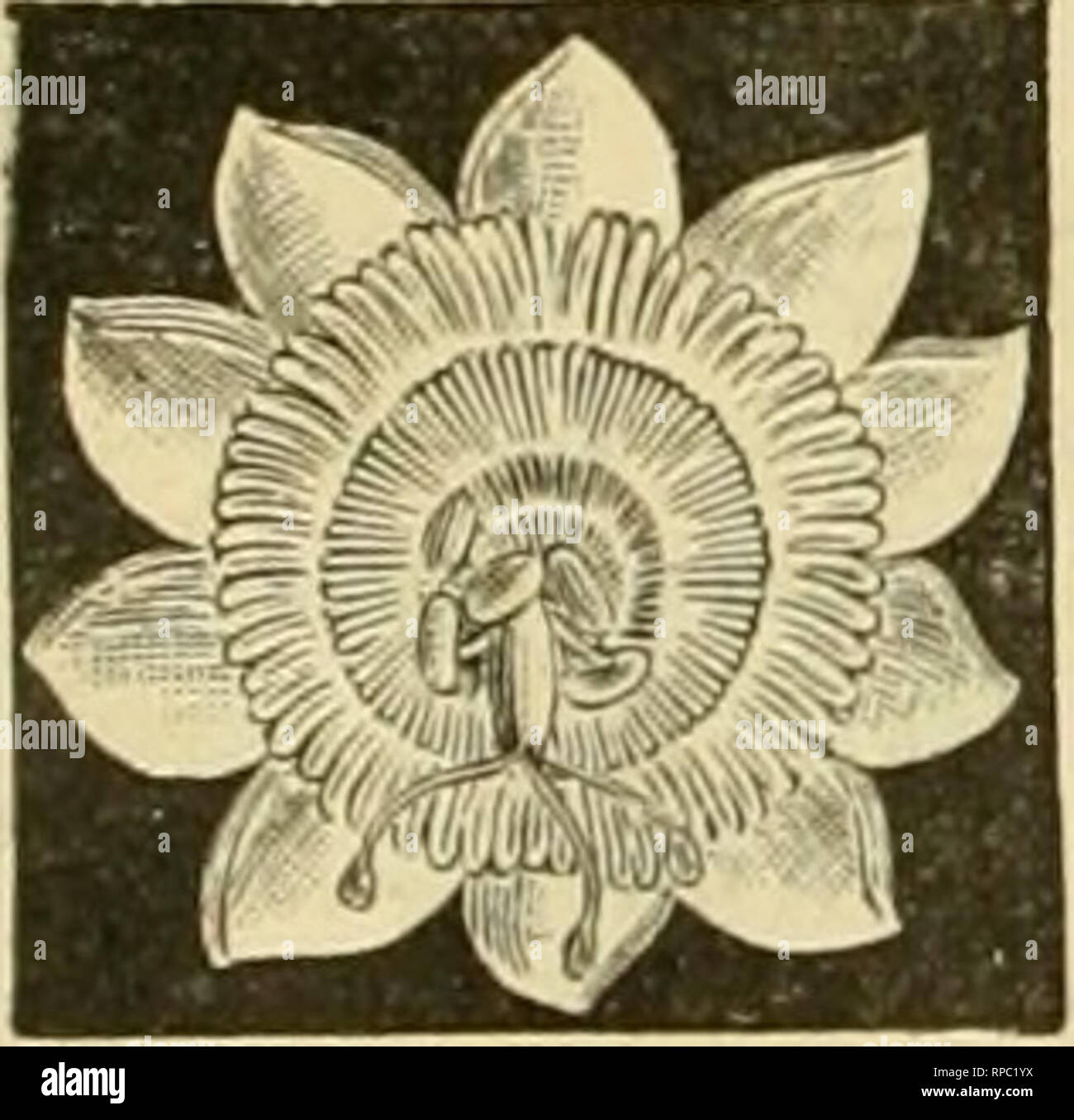 The American Florist A Weekly Journal For The Trade