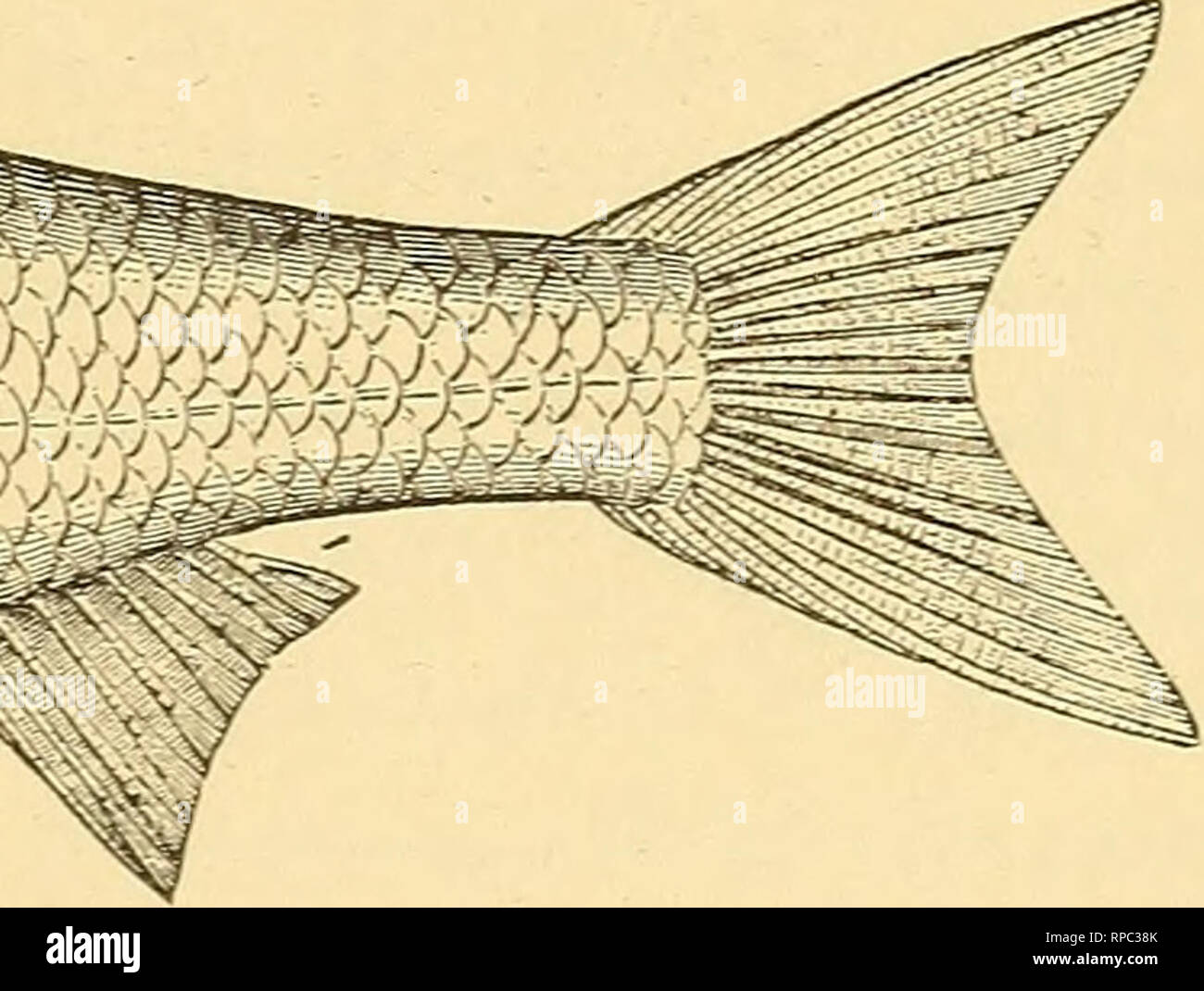 Zr word hires stock photography and images Alamy