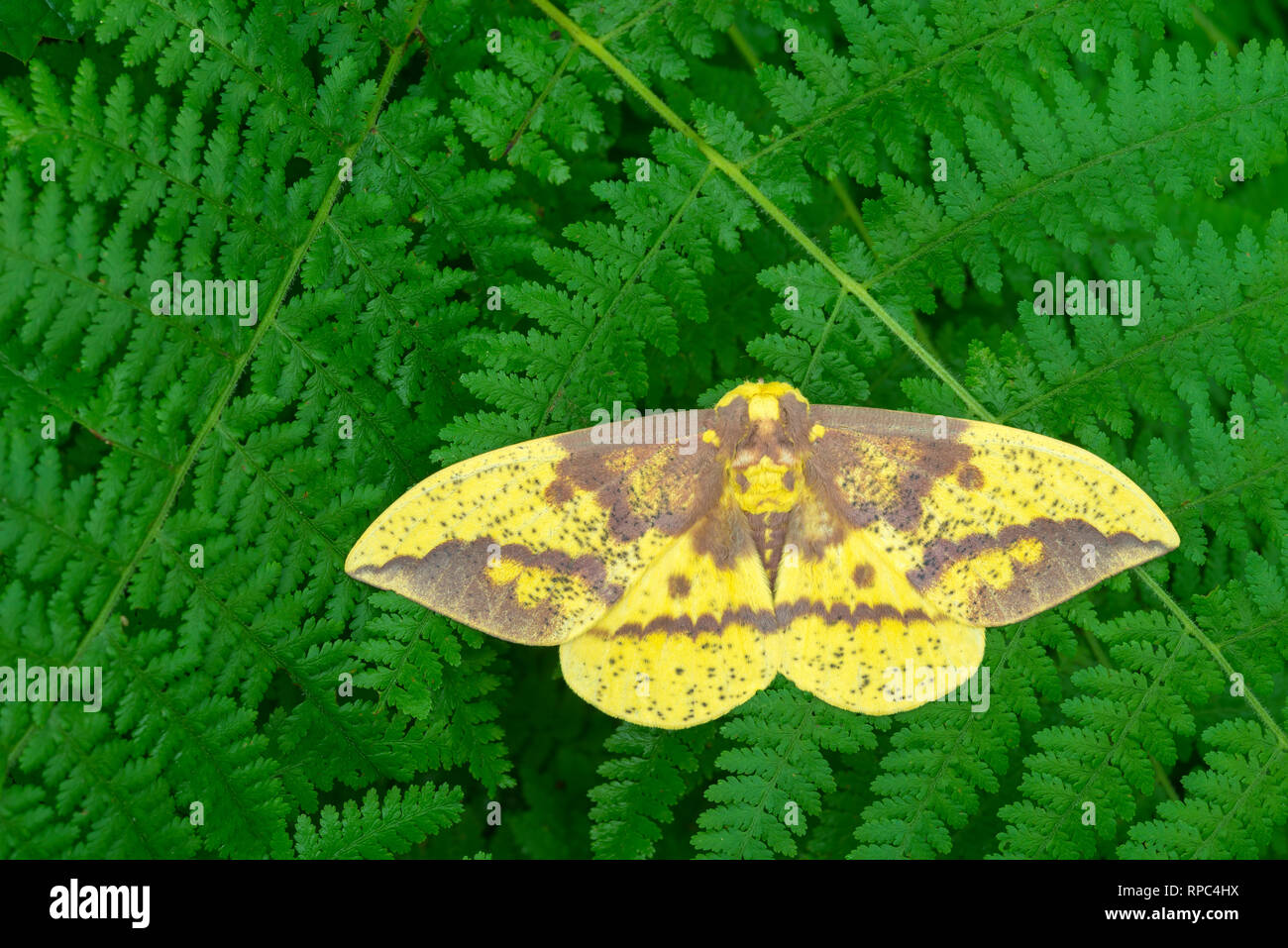 Imperial Moth (Eacles imperialis) Male on Hay-scented Ferns, Joseph E. Ibberson Conservation Area, Dauphin Co., PA, summer. Stock Photo