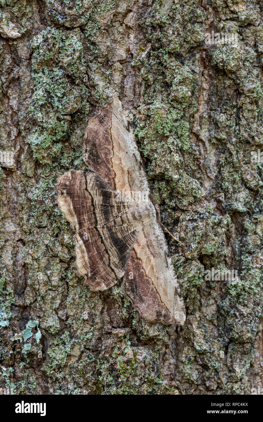 Common Lytrosis (Lytrosis unitaria) Resting on tree.  Weiser State Forest, Dauphin Co., PA, spring. Stock Photo