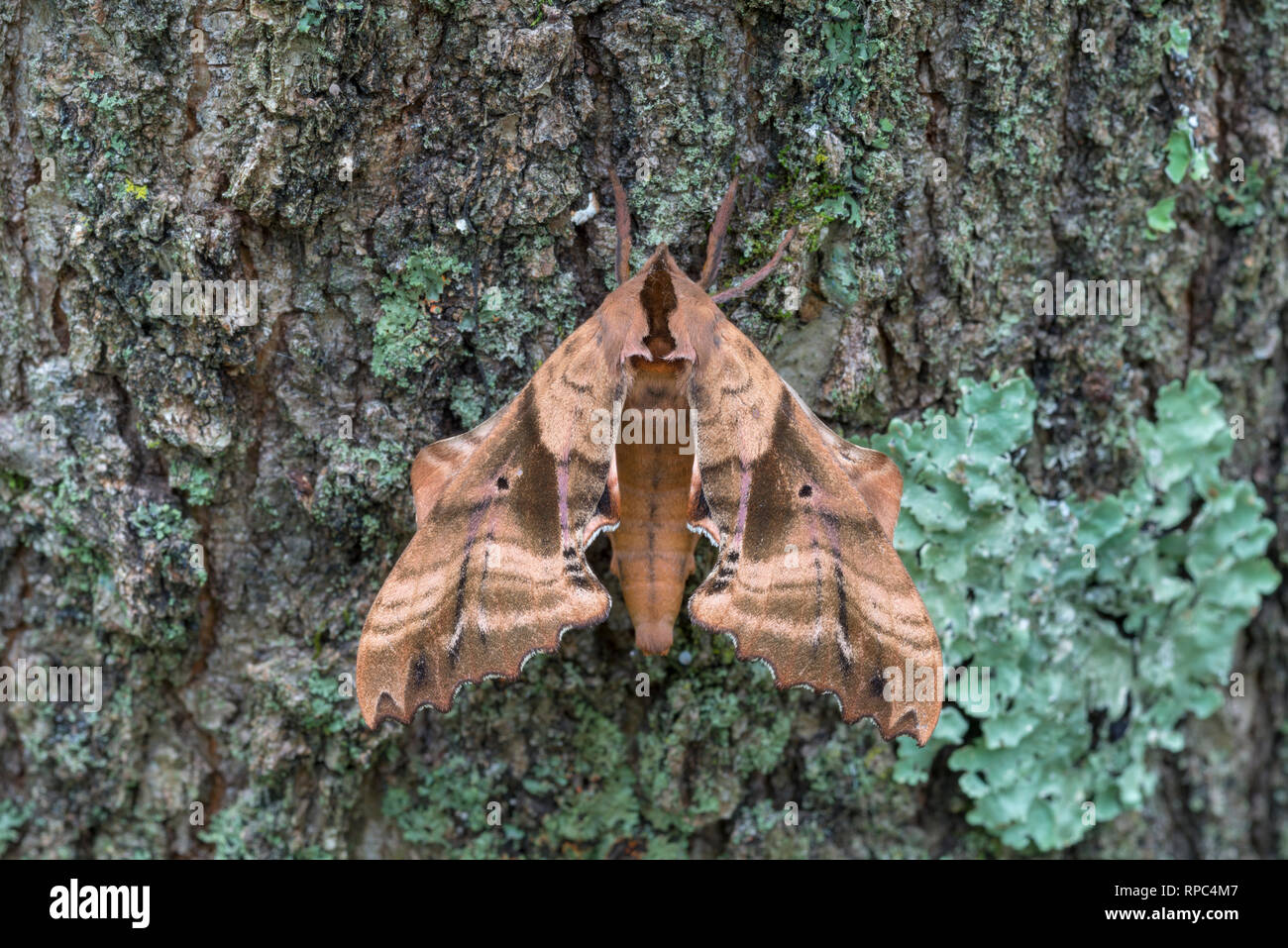 Blinded Sphinx (Paonias excaecata) Adult resting on oak tree.  Weiser State Forest,  Dauphin County, Pennsylvania, summer. Stock Photo
