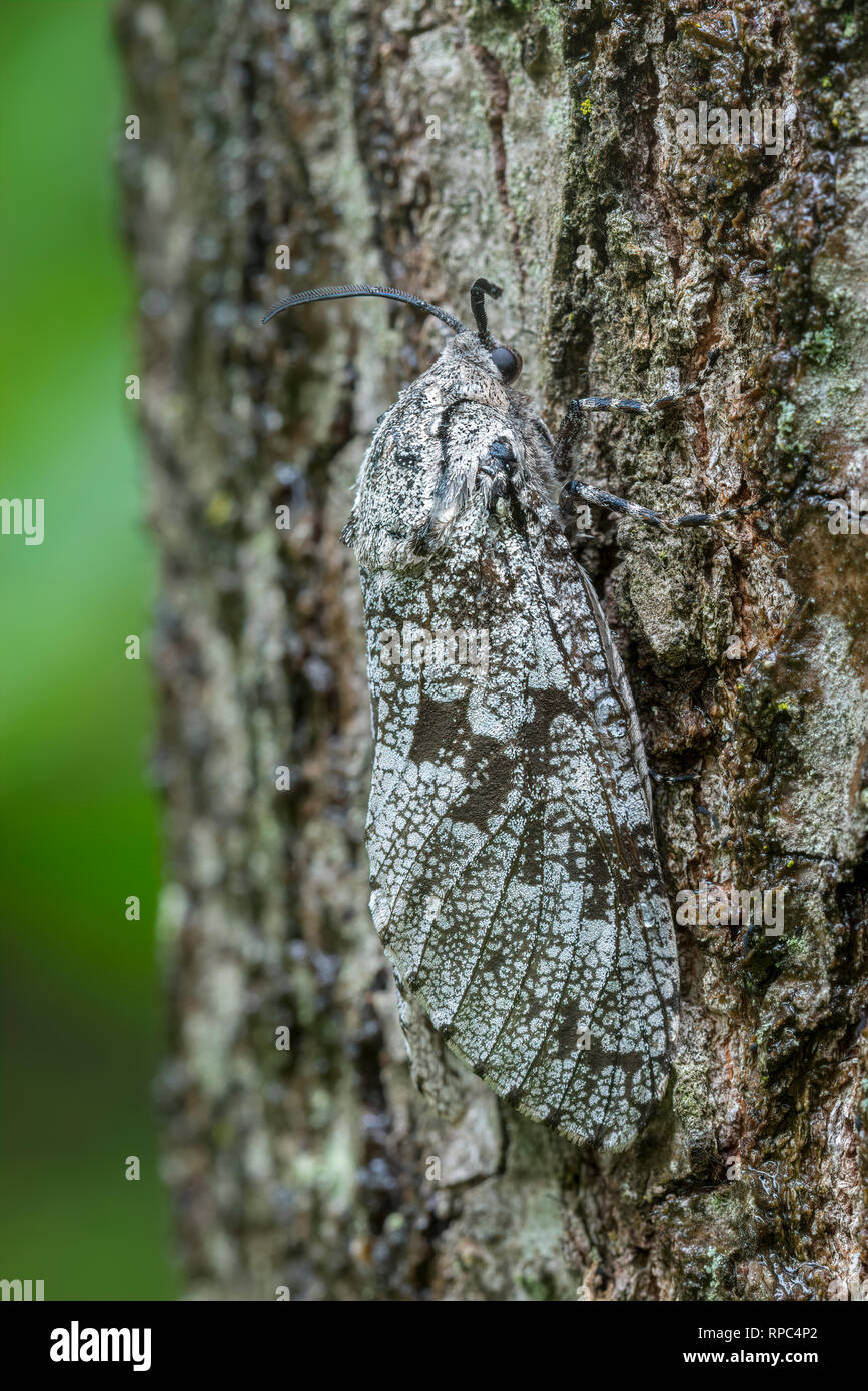 Carpenter Moth (Prionoxystus robiniae)  aka Carpenter Worm moth, Locust Borer moth. Joseph E. Ibberson Conservation Area, Dauphin Co., PA, summer. Stock Photo