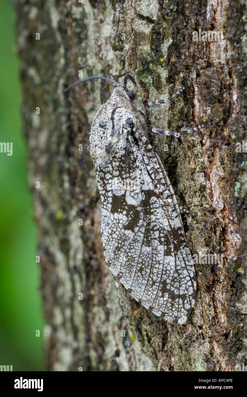 Carpenter Moth (Prionoxystus robiniae)  aka Carpenter Worm moth, Locust Borer moth. Joseph E. Ibberson Conservation Area, Dauphin Co., PA, summer. Stock Photo