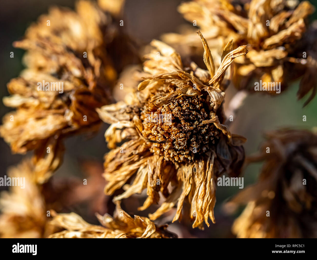Dead zinnia flowers dried and brown in late winter along a river in
