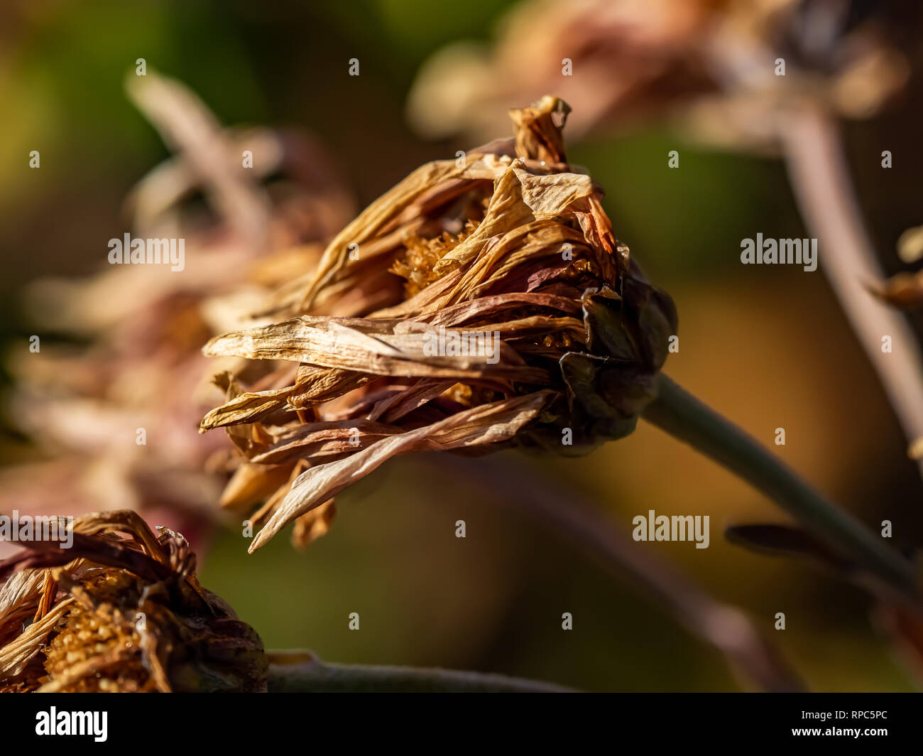Dead zinnia flowers dried and brown in late winter along a river in central Kanagawa Prefecture, Japan. Stock Photo