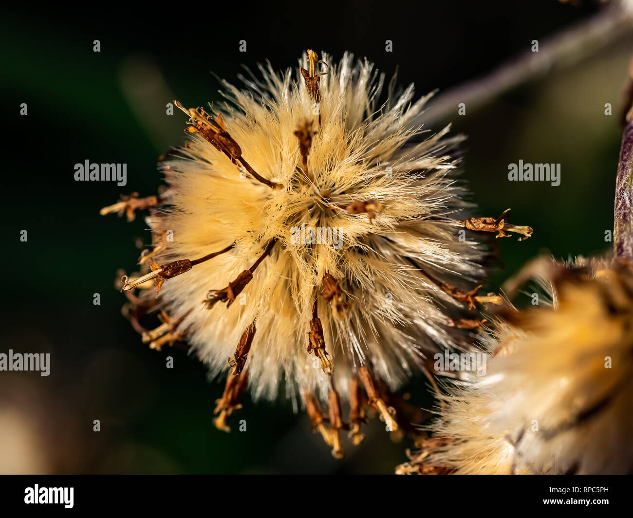 Aster Seeds High Resolution Stock Photography and Images - Alamy