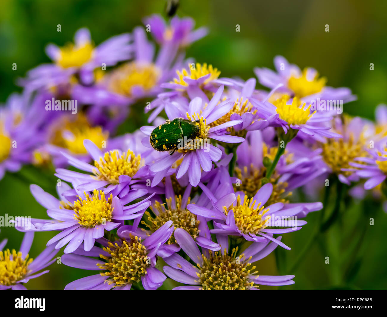 A green Japanese beetle feed from a cluster of aster flowers along a