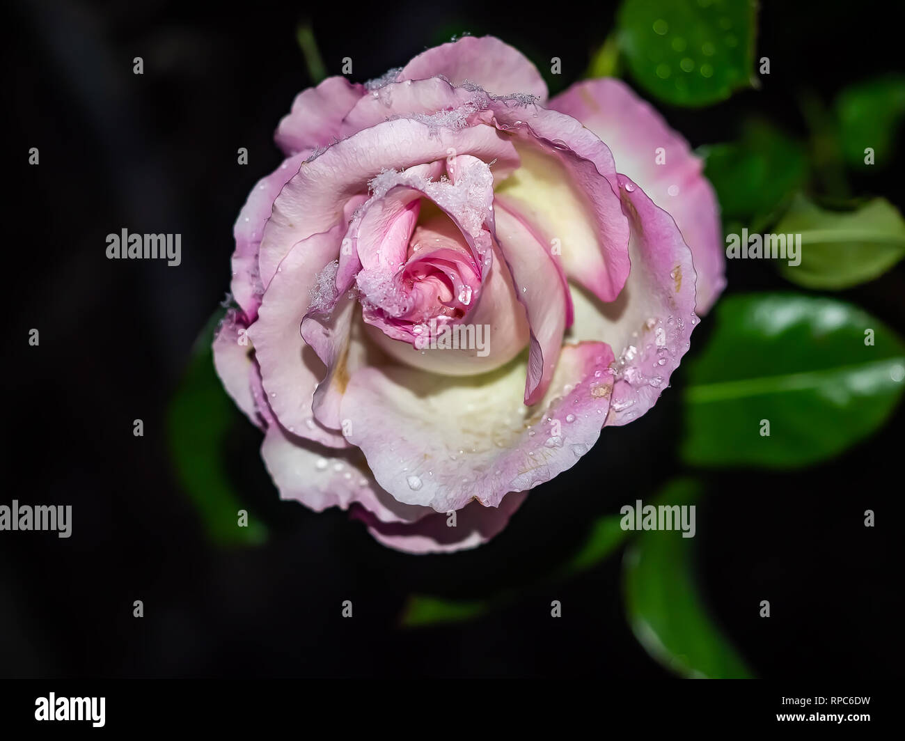 Snow and ice collect on a blooming rose during a light February snow in Kanagawa, Japan Stock Photo