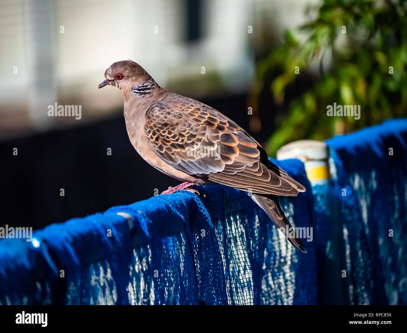 A Japanese turtledove rests on a fence in central Kanagawa Prefecture, Japan Stock Photo